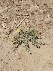 Acmispon decumbens decumbens