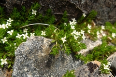Galium perpusillum