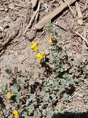 Acmispon decumbens decumbens