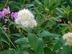 Spiraea × pyramidata