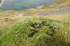 Veronica cryptomorpha