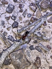 Camponotus americanus