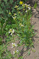 Penstemon pratensis