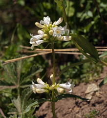Penstemon pratensis