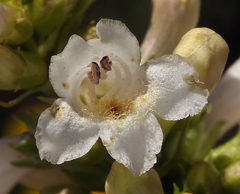 Penstemon pratensis