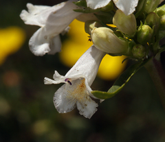 Penstemon pratensis