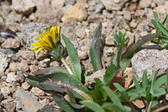 Taraxacum eriophorum