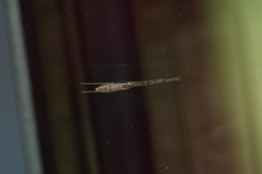 Styringomyia