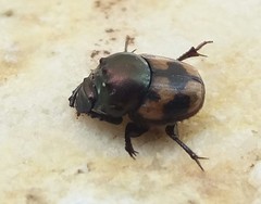 Onthophagus trituber