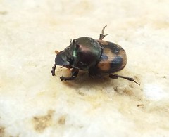 Onthophagus trituber
