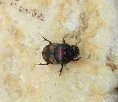 Onthophagus trituber