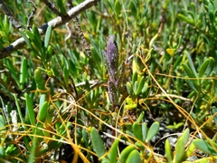 Chloropyron molle molle