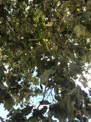 Platanus occidentalis