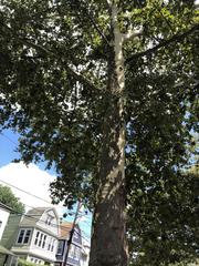 Platanus occidentalis
