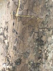 Platanus occidentalis