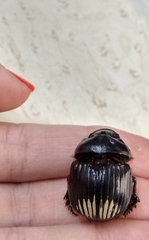 Dichotomius colonicus