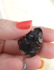 Dichotomius colonicus