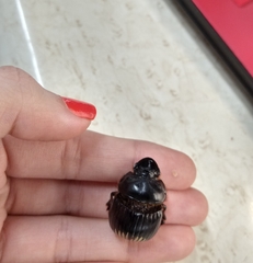 Dichotomius colonicus