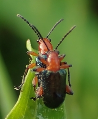 Hapsidolemoides