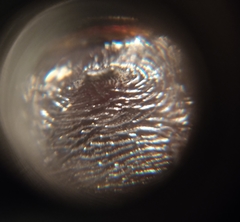 Dichotomius colonicus