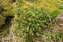 Myosotis antarctica