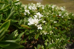 Veronica cryptomorpha