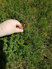 Trifolium variegatum geminiflorum