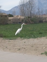 Ardea alba