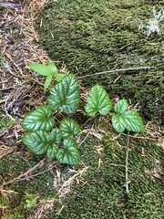 Rubus nivalis