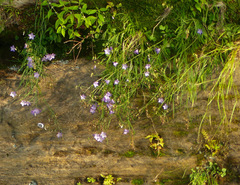 Campanula intercedens