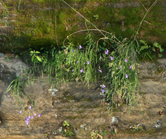 Campanula intercedens