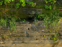 Campanula intercedens