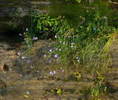 Campanula intercedens
