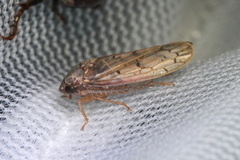 Ponana rubida