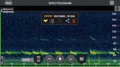 Pipistrellus abramus