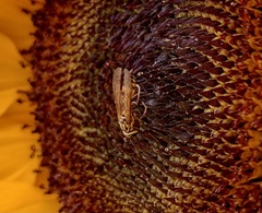 Polybia fastidiosuscula