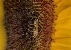 Polybia fastidiosuscula