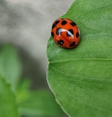 Coelophora bissellata