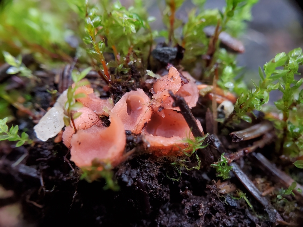Rhodoscypha