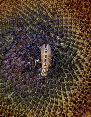 Polybia fastidiosuscula