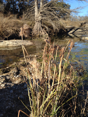 Andropogon glomeratus