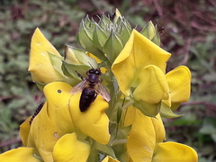 Apis mellifera unicolor
