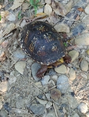 Terrapene carolina mexicana