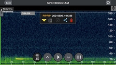 Nyctalus plancyi velutinus