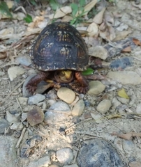 Terrapene carolina mexicana