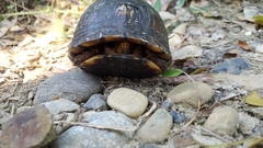 Terrapene carolina mexicana