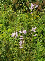 Physostegia angustifolia