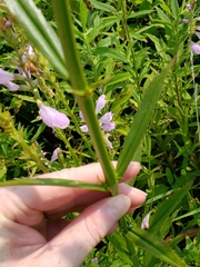 Physostegia angustifolia