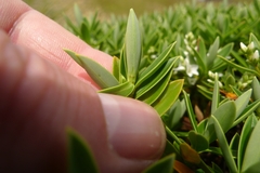 Veronica cryptomorpha