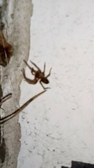 Deilephila elpenor